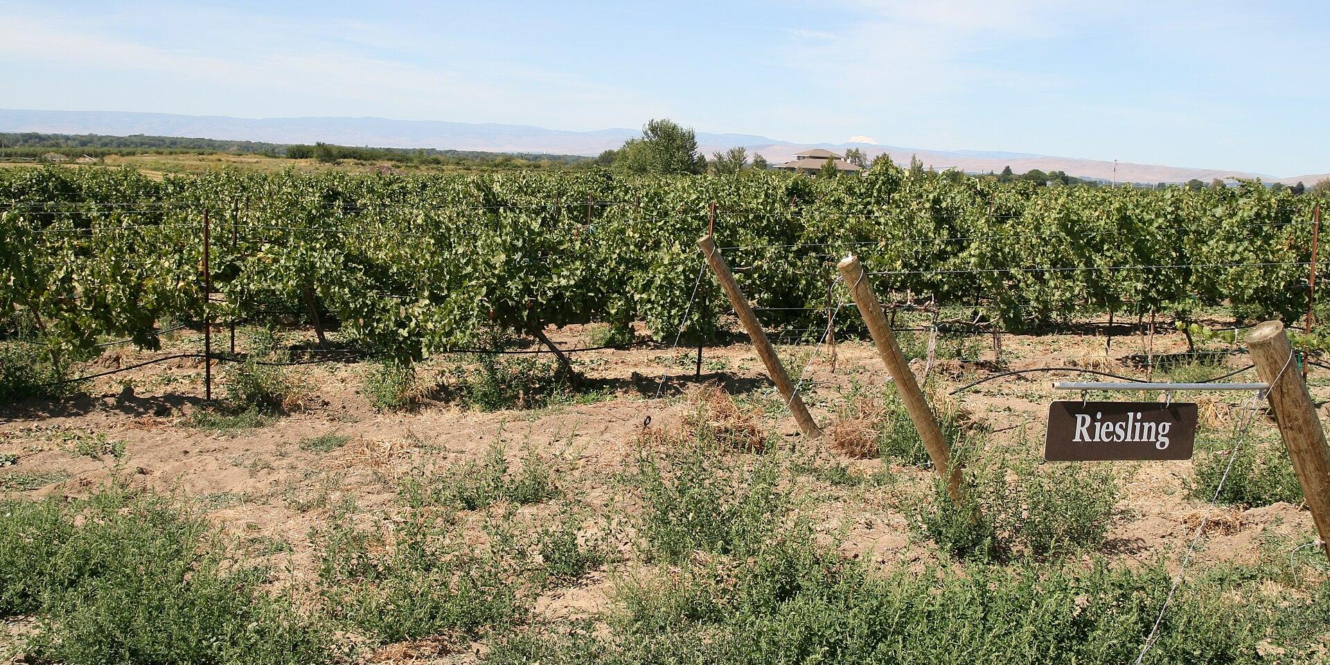Rows of Riesling vines in a Washington State vineyard